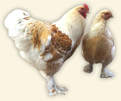 Brahma