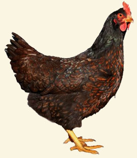 barnevelder barnevelder