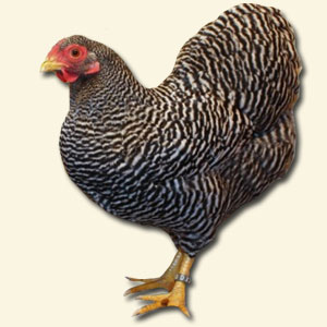 wyandotter wyandotter